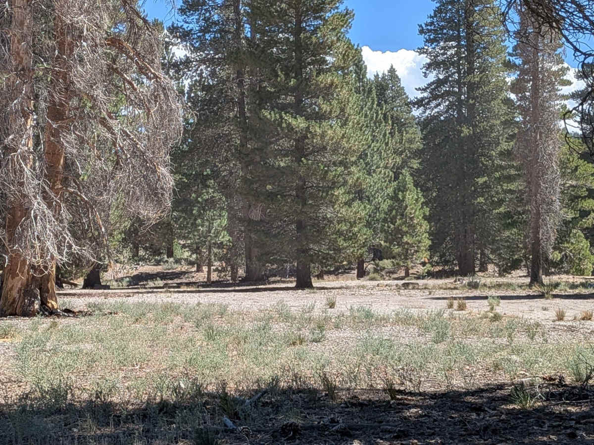 Forest Service Road 2S2111 photo 4