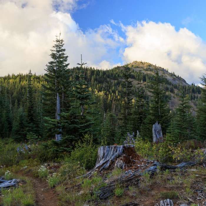 Near Bachelor Mountain