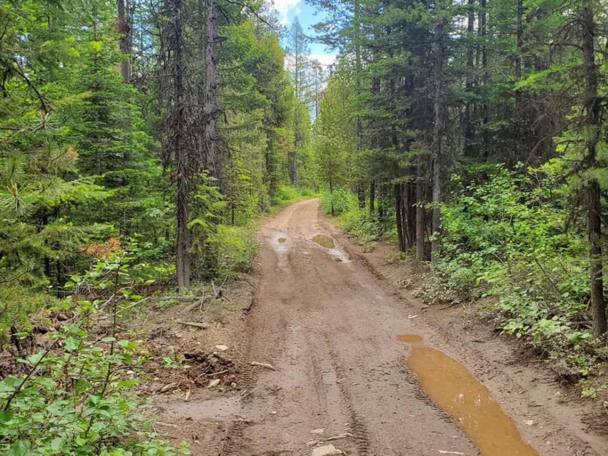 Wild Bill Creek/Firewood Trail to Truman Creek trail photo