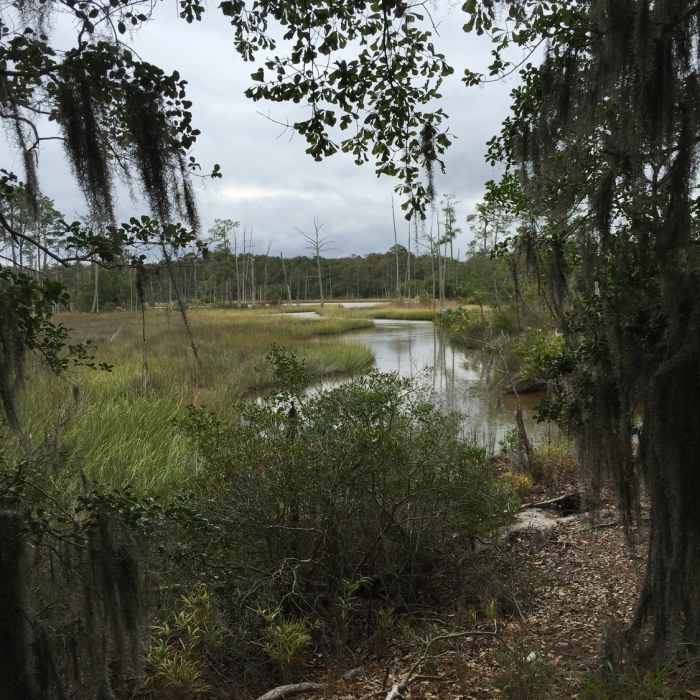 White Hill Lake drainage into Broad Bay. Near First Landing State Park Loop