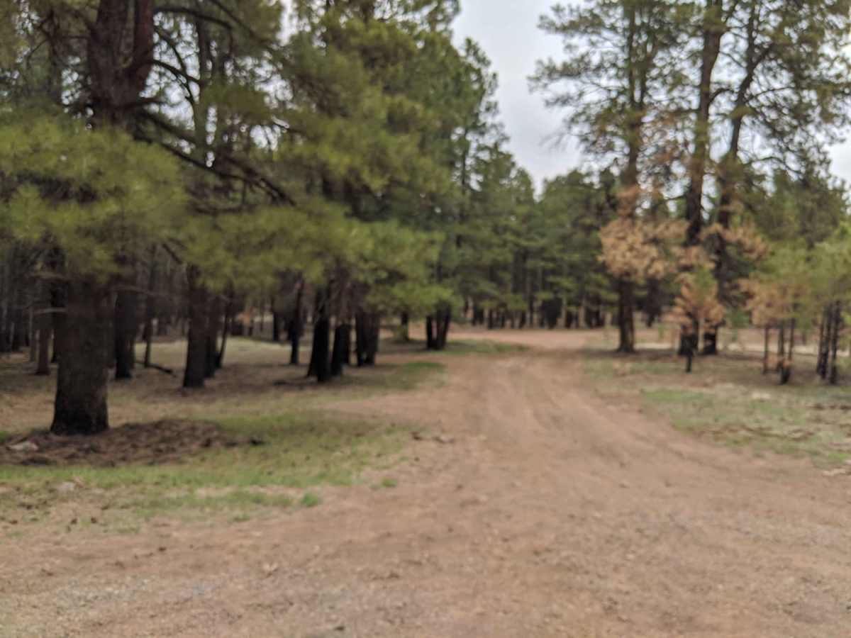 Lava River Cave Road trail photo
