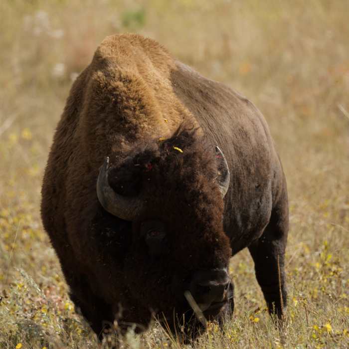 A Buffalo bull eating alongside the trail. Near Lookout Point Loop