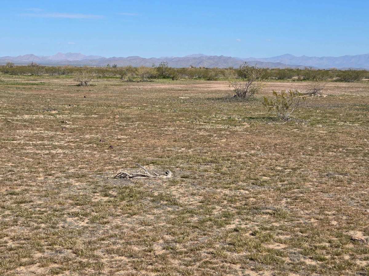 Cow Path photo 3