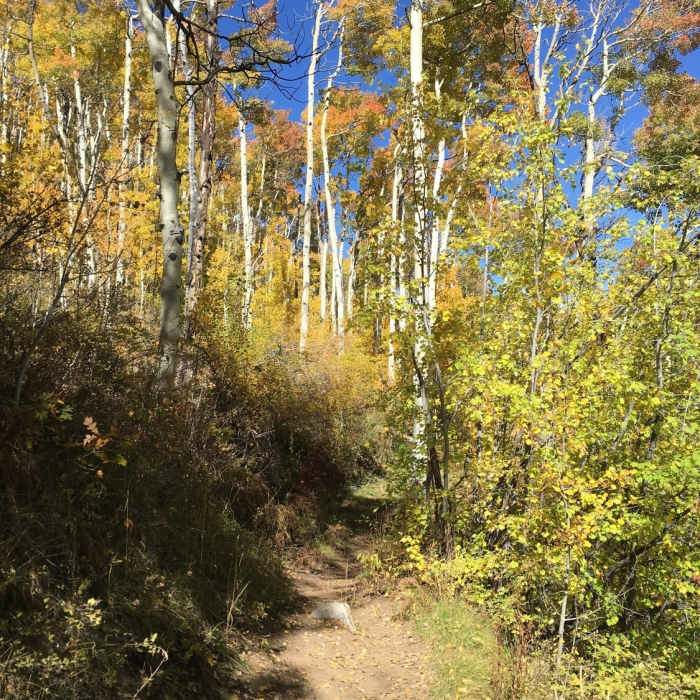 Hike through the aspens. Near Elbert Creek Trail #512