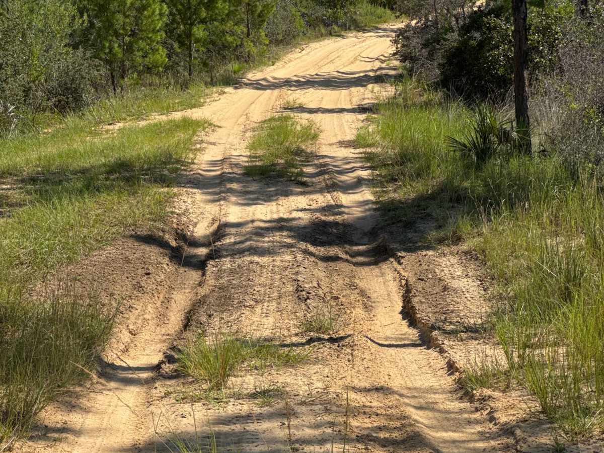 Ocala National Forest Road 58 photo 3