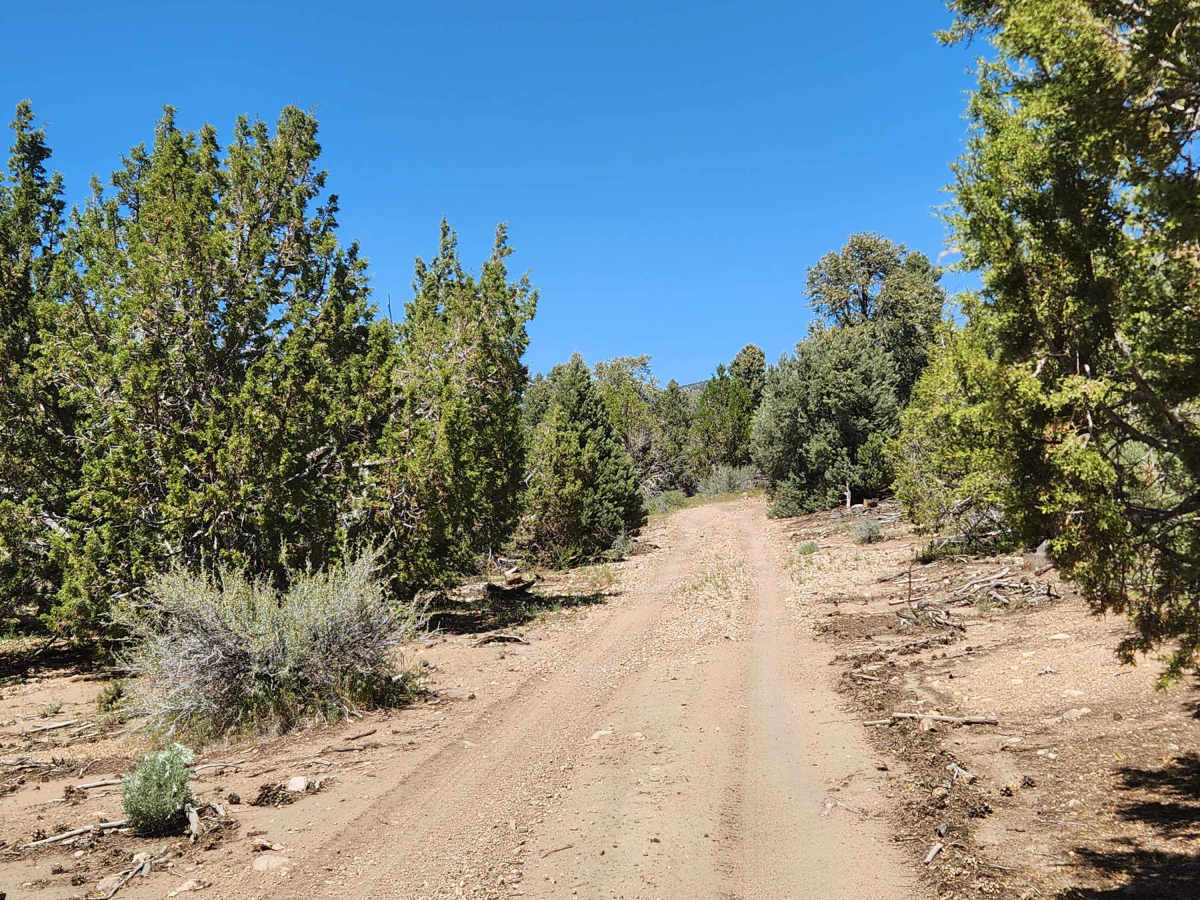 Pine Nut Valley Road - BLM P-14 photo 5