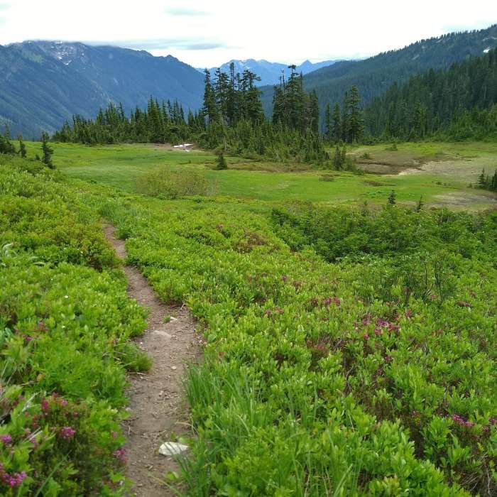 Near Little Wenatchee River Trail #1525