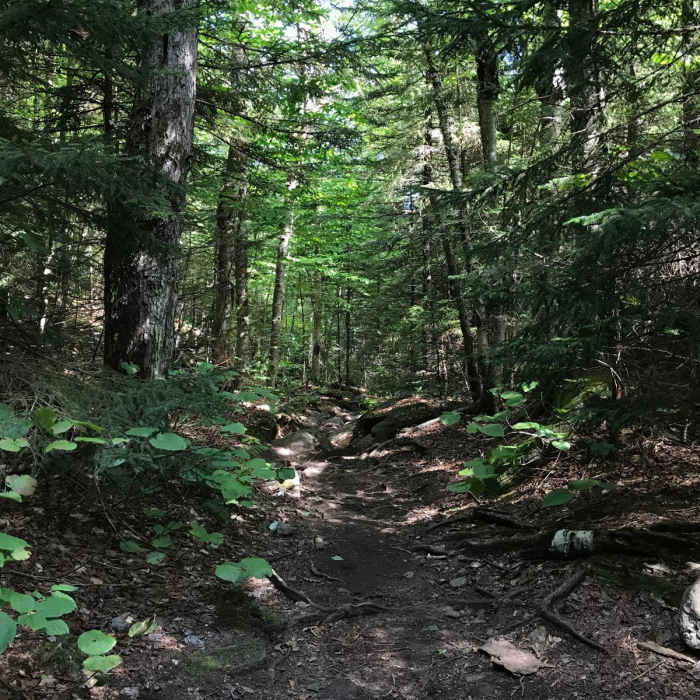 Near The Presidential Traverse