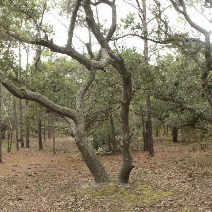 Near Currituck Banks Maritime Forest Trail & Boardwalk