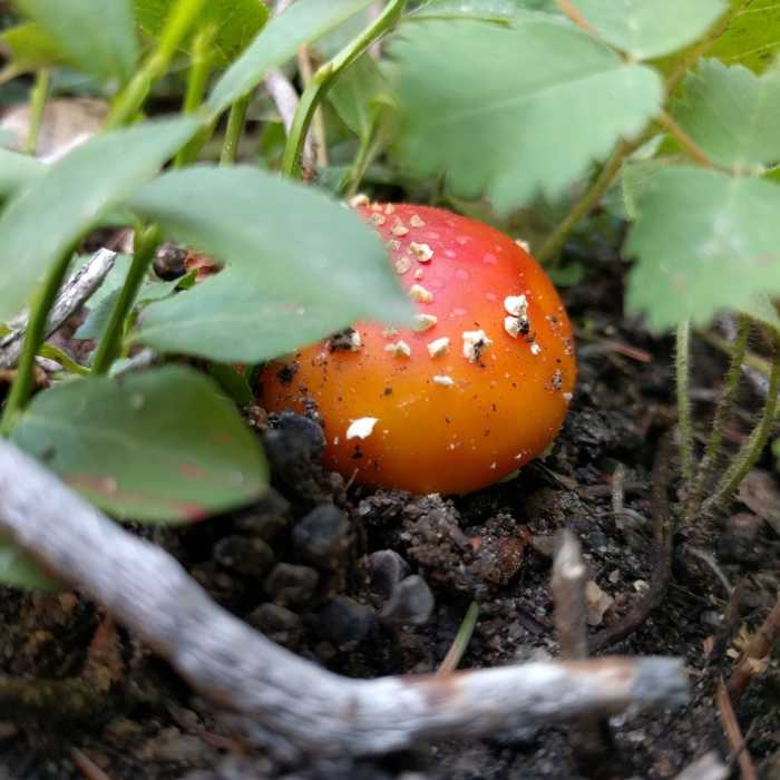 Near Onahu Creek Trail