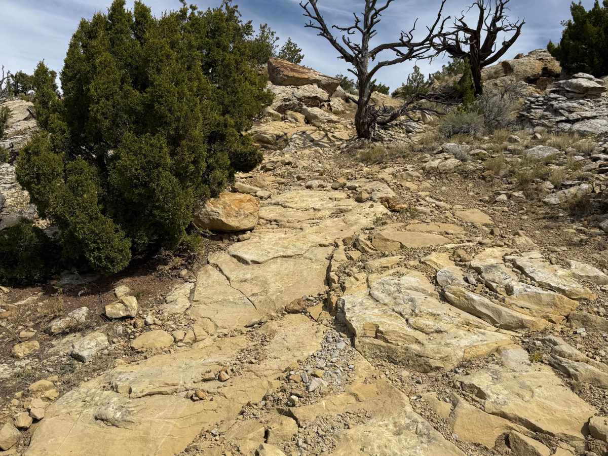 Ammo Box trail photo