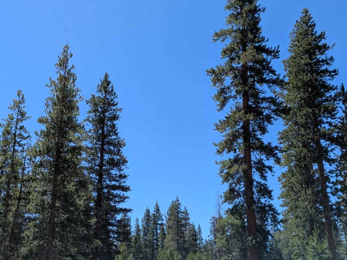 Forest Service Road 1S133 photo 4