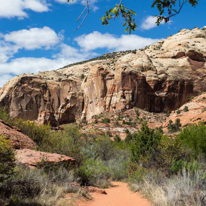Near Lower Calf Creek Falls Trail