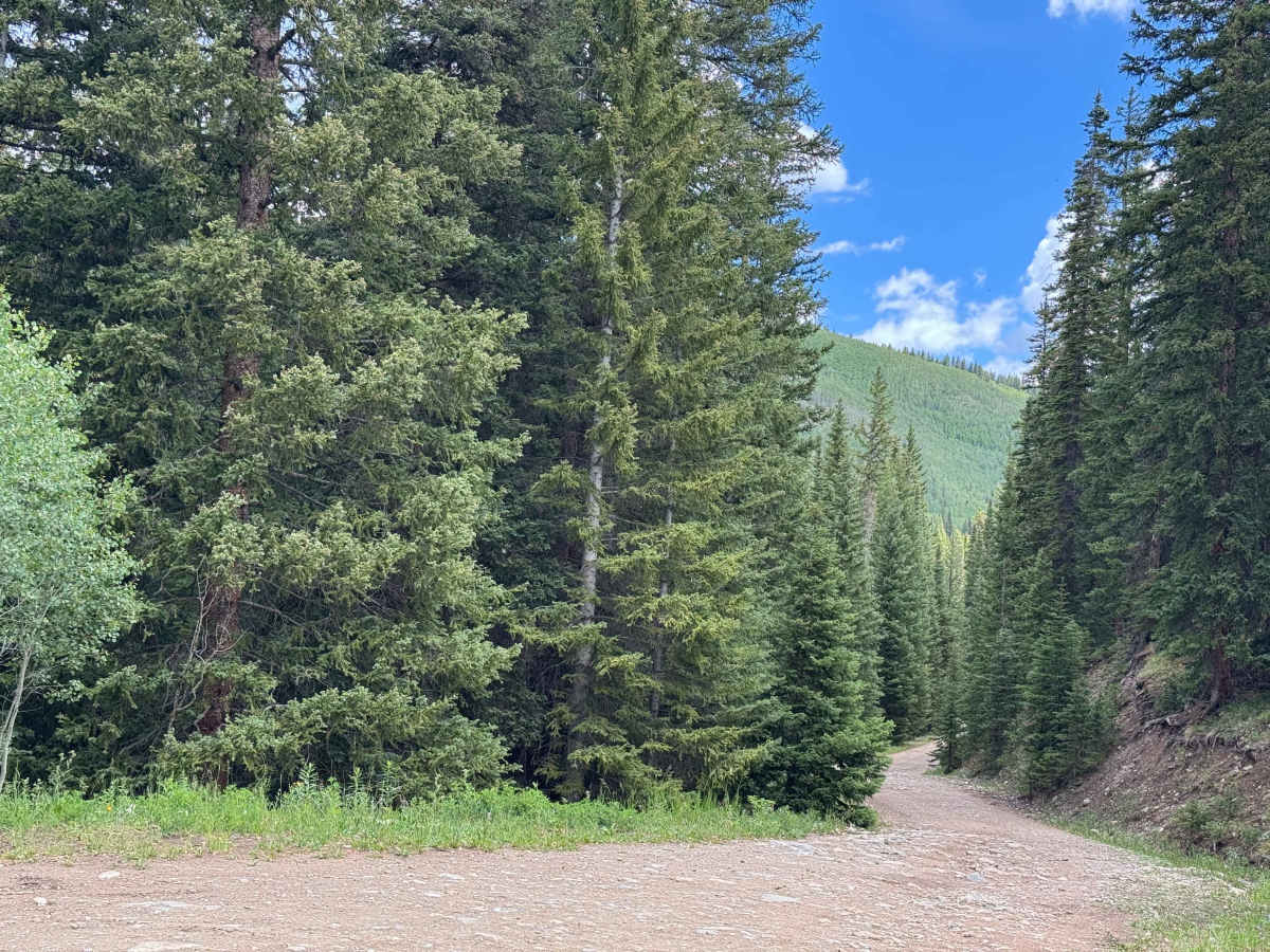 Nolan Creek Road - FS 418 photo 5
