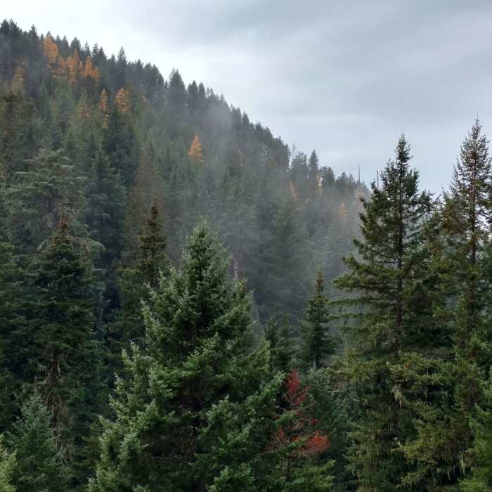 Near Trail #257 South/Carlin Connector Loop