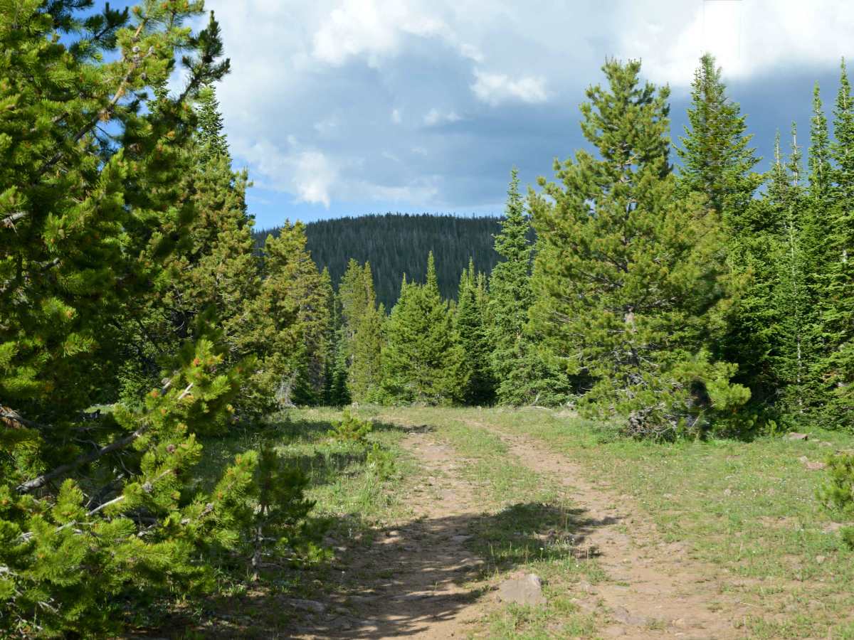Trout Creek Peak to Lost Park - FS 55 photo 3