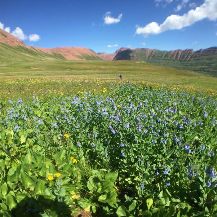 Heading toward Frigid Air Pass in the distance, leaving Maroon Pass behind. Wildflowers bloom out of control in July and early August. Near Fravert Basin Trail