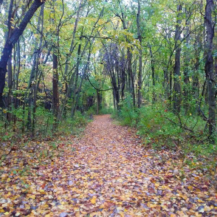 Near Hope Goddard Iselin Preserve