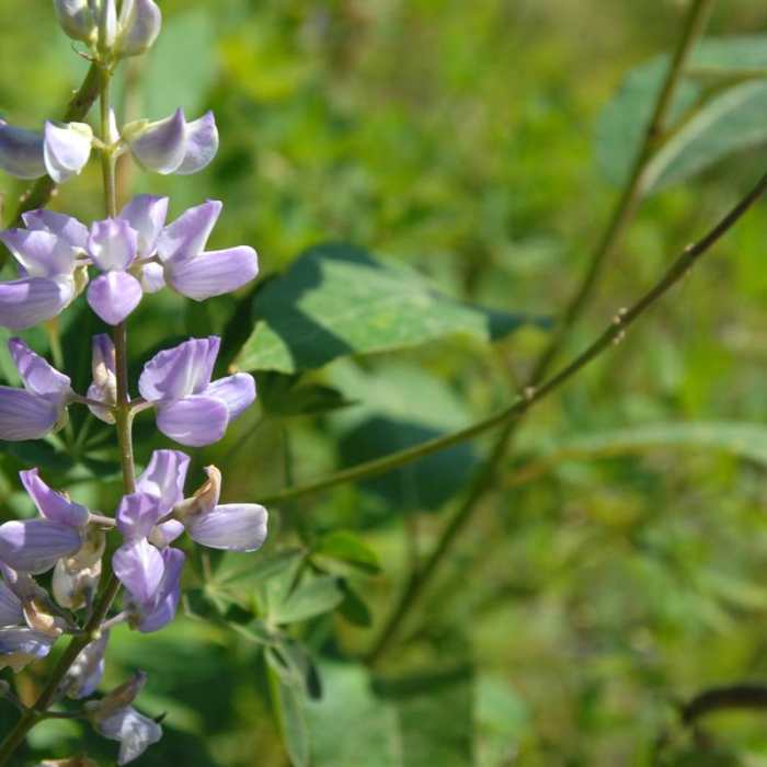 Near Coldwater Lake Hiking Trail