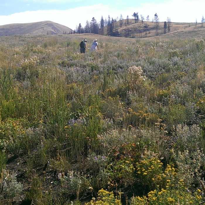 Expanses of wildflowers before the saddle on Imperial Gulch Trail Near Imperial Gulch