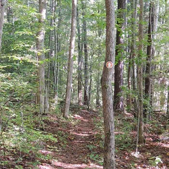 Near Wake Forest Soft Trails