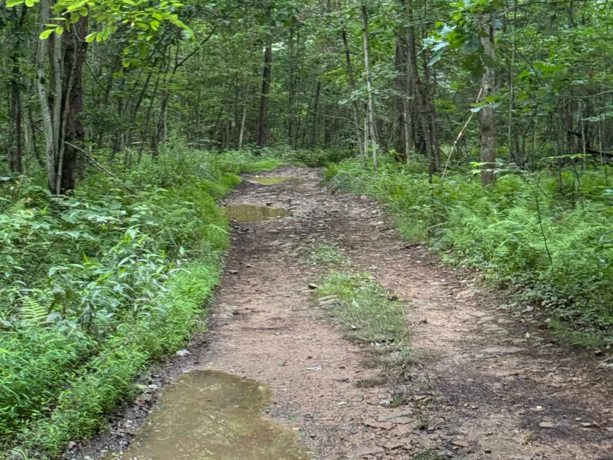 Trail 17 photo 4