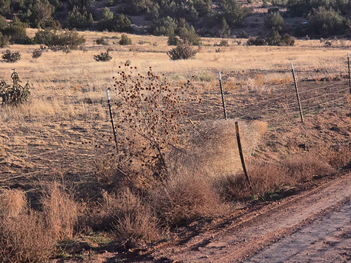 Seep Springs - BLM Route 5830 photo 5