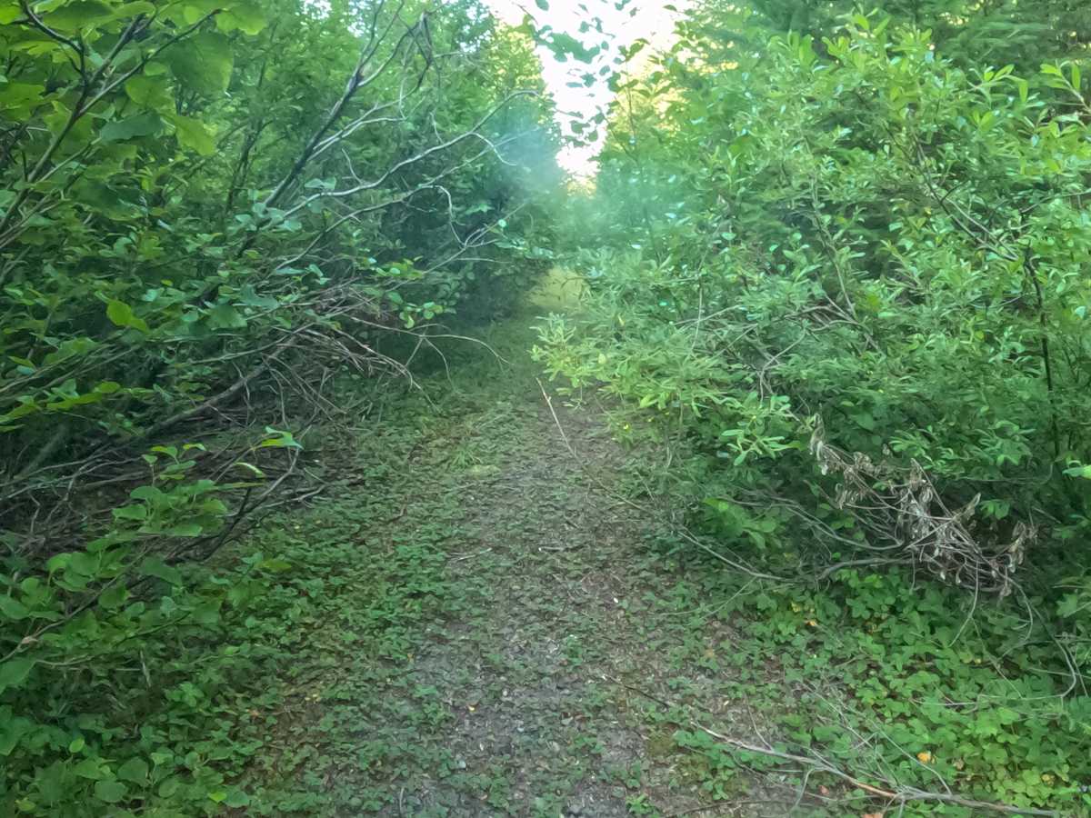 Camp Creek Road - FS 2266-330 photo 6