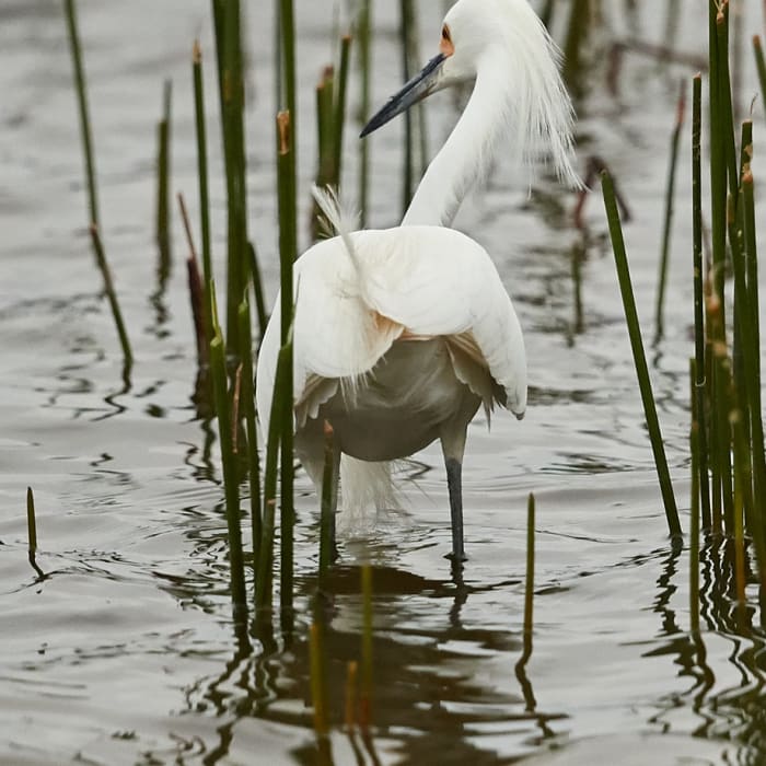 Near Pondhawk Natural Area