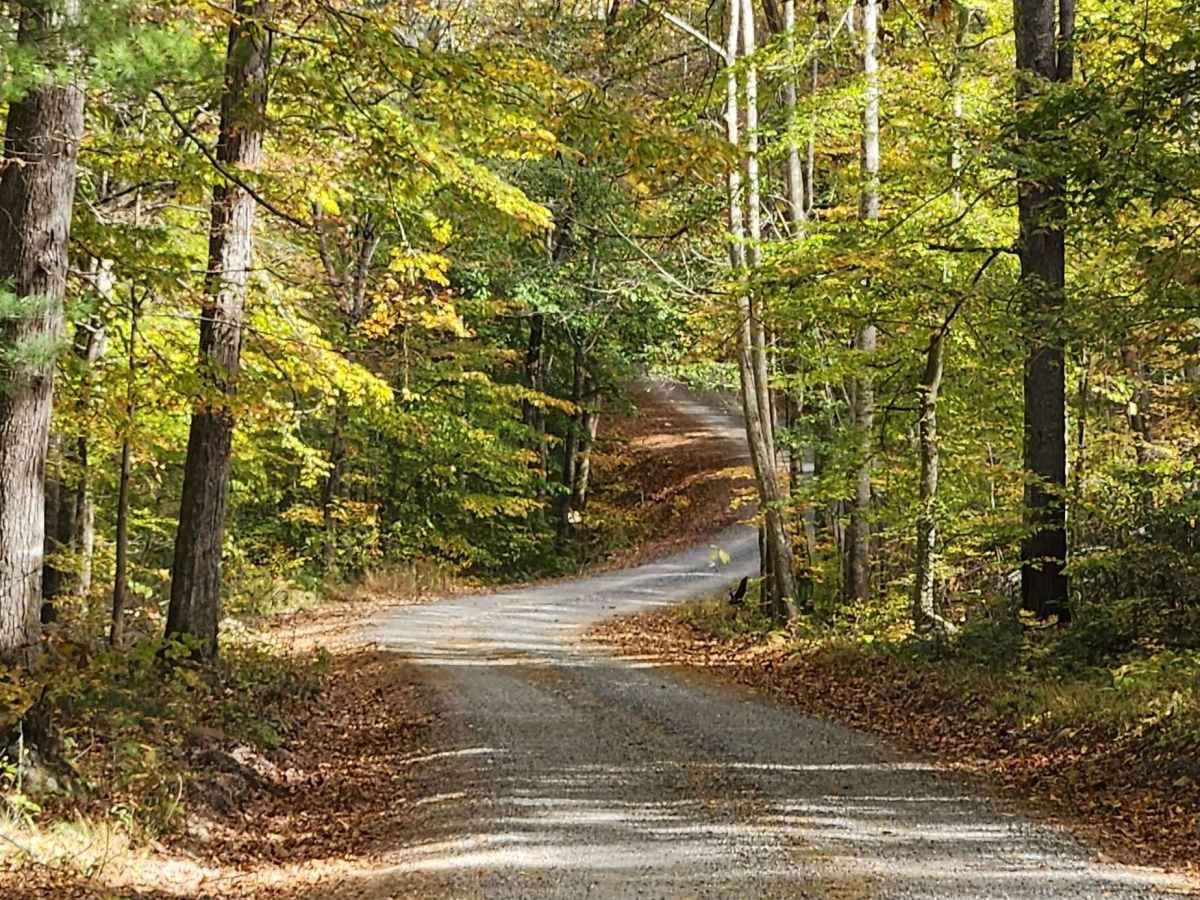 Little Irish Road - FS 311 trail photo