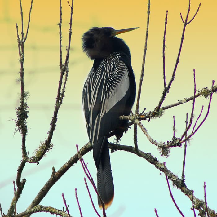 Anhinga at Twilight Near Limpkin Loop