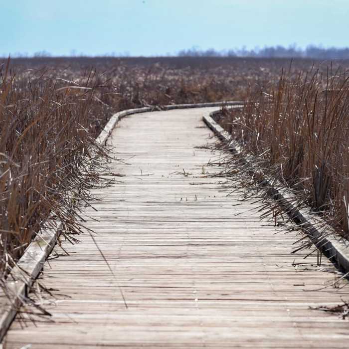 Near Cameron Prairie Pintail Nature Drive + Boardwalk Trail Near Cameron Prairie Pintail Nature Drive + Boardwalk Trail