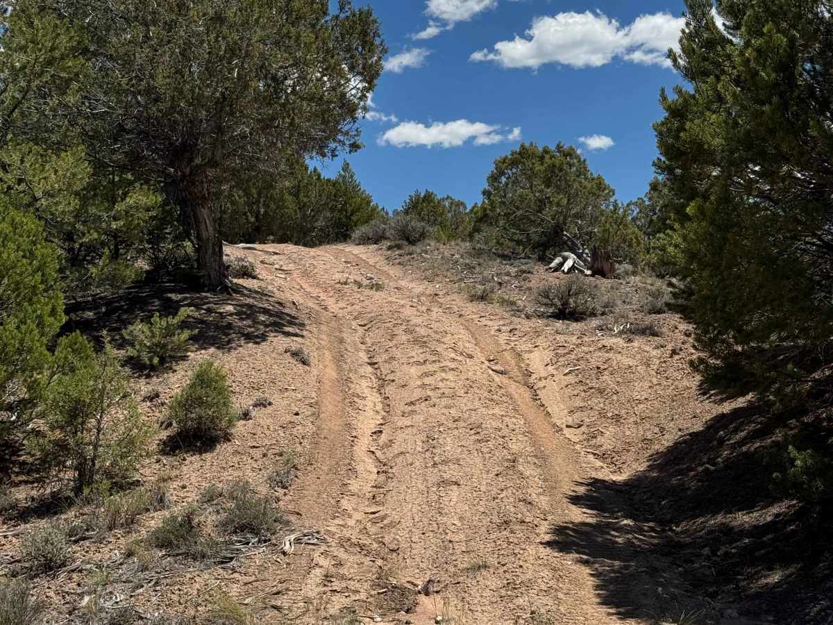 BLM 8463D photo 5