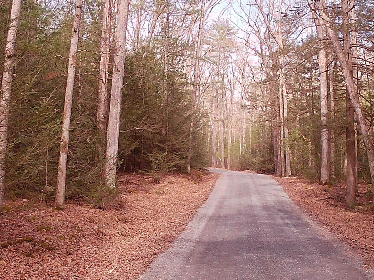 Stone Creek Road trail photo