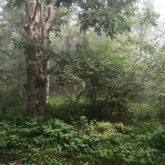 Near Big Frog/Chestnut Mountain 50K