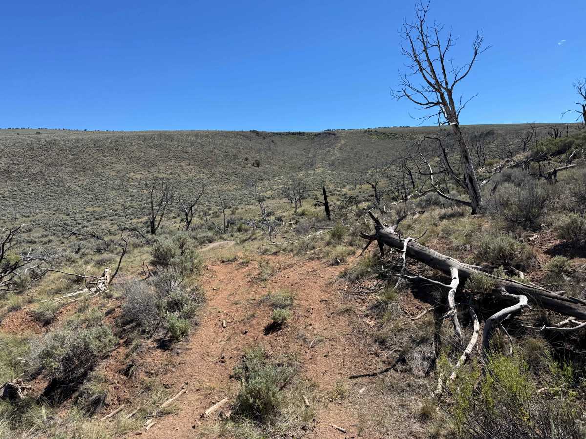 BLM 8464 photo 5
