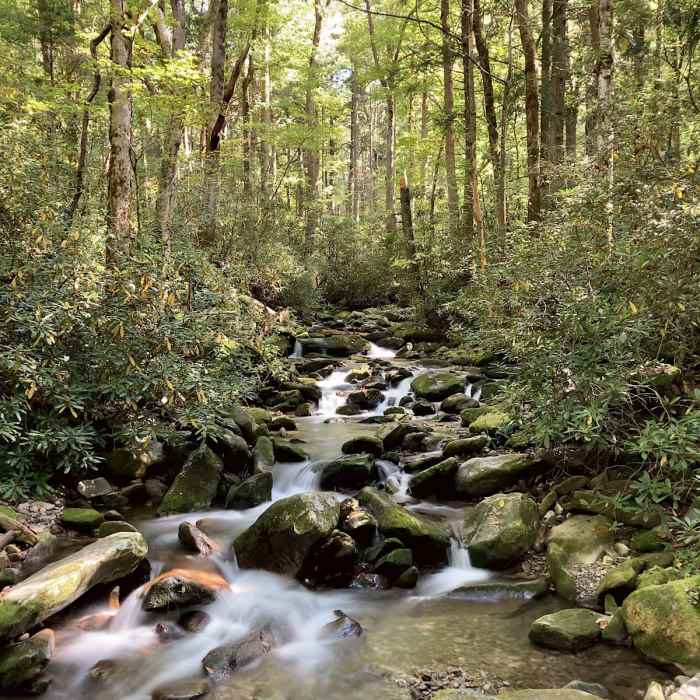 Near Cosby Nature Trail Near Cosby Nature Trail