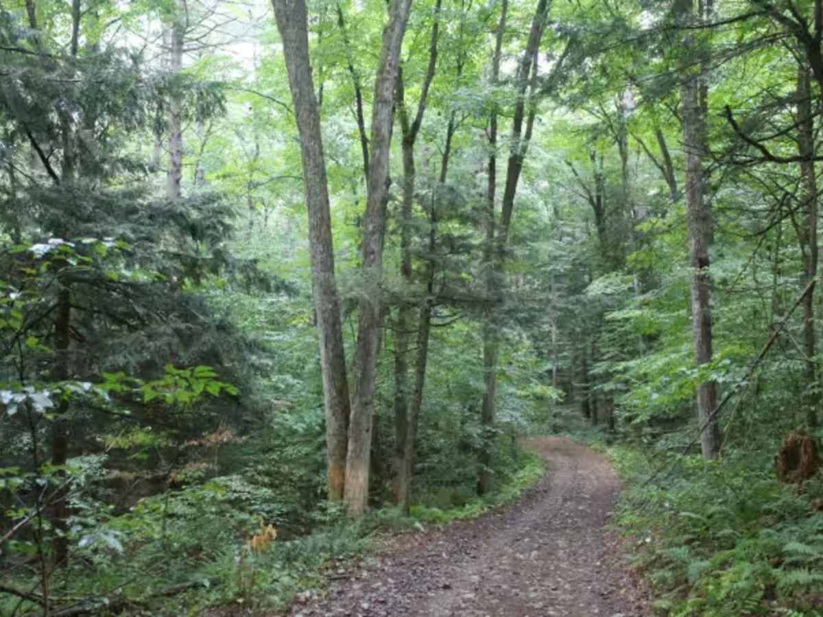 Catspaw Lake Road photo 4