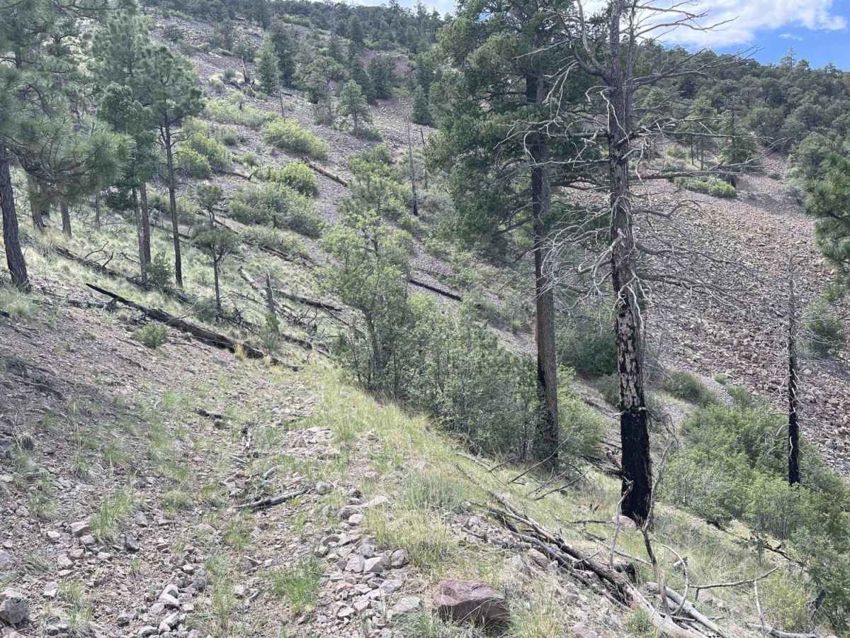Molino Peak Trail photo 4