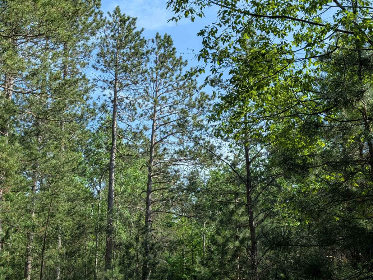 Swamp Camp Trail photo 3