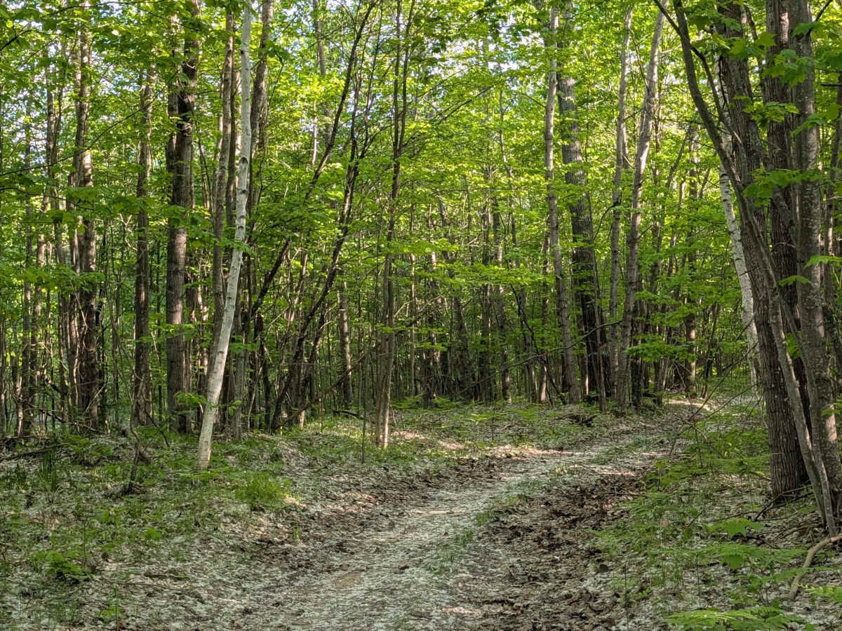 Seven Point Trail photo 6