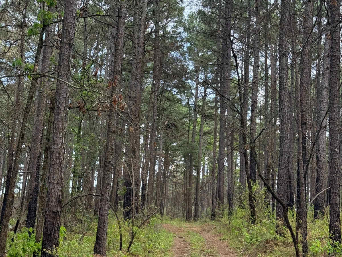 Hillside Holler photo 5