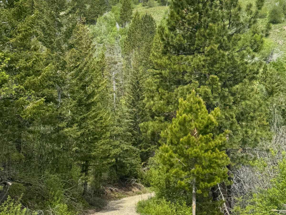 Washington Creek Road - FS 8021 photo 4
