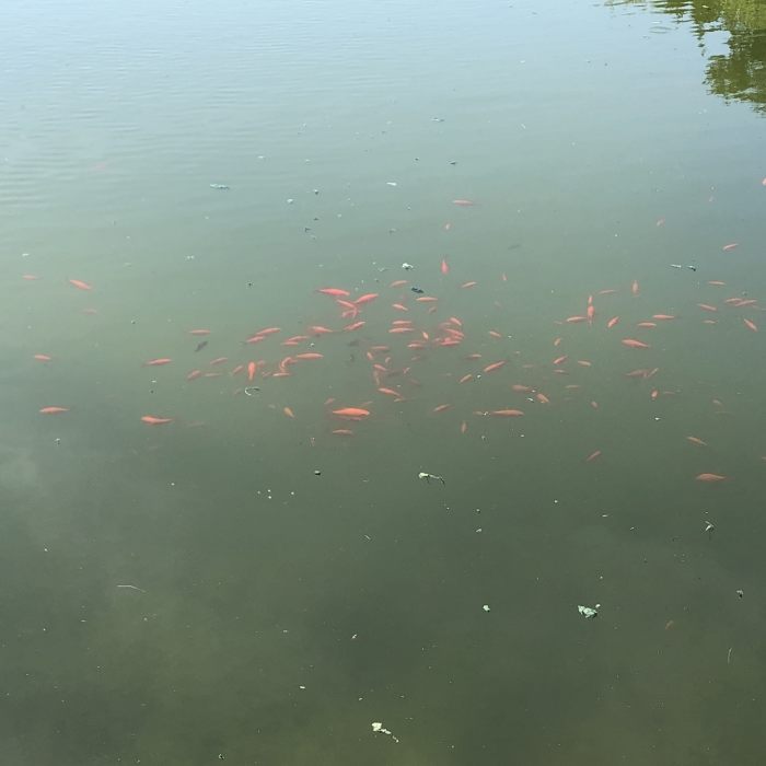 Fish in the pond Near Lime Kiln Loop