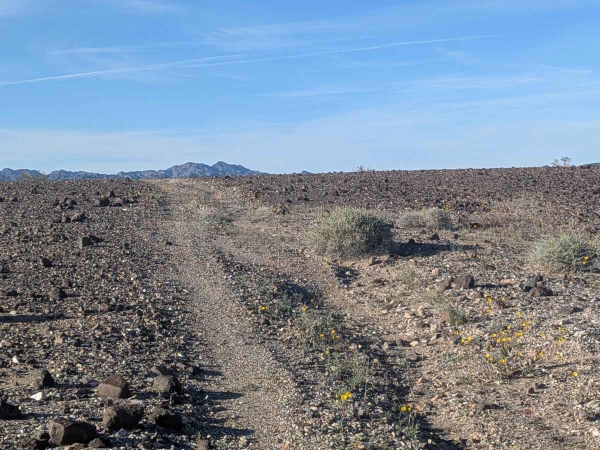 BLM 819 photo 4