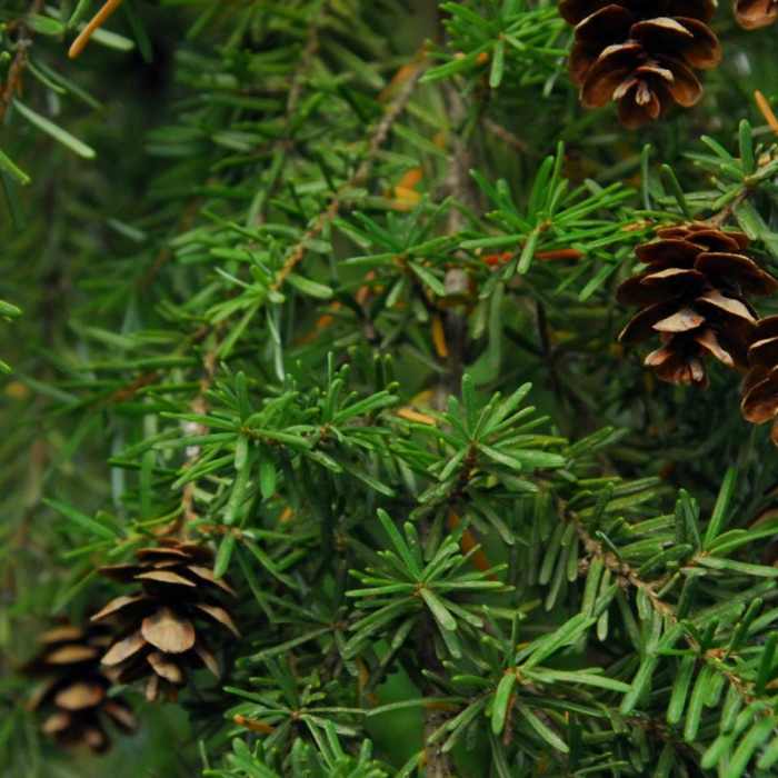 Near Trillium Lake Loop Trail #761