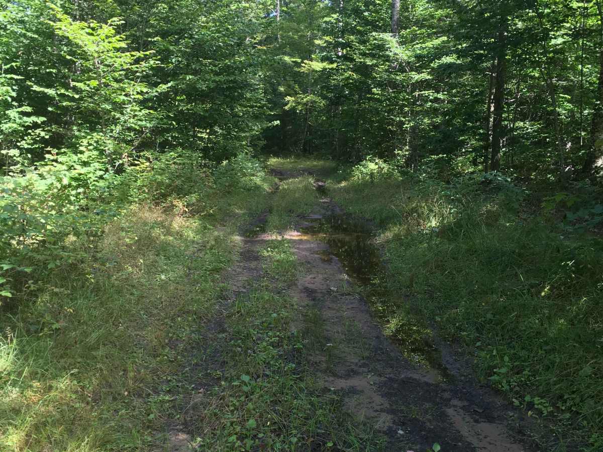 Fern Trail photo 4
