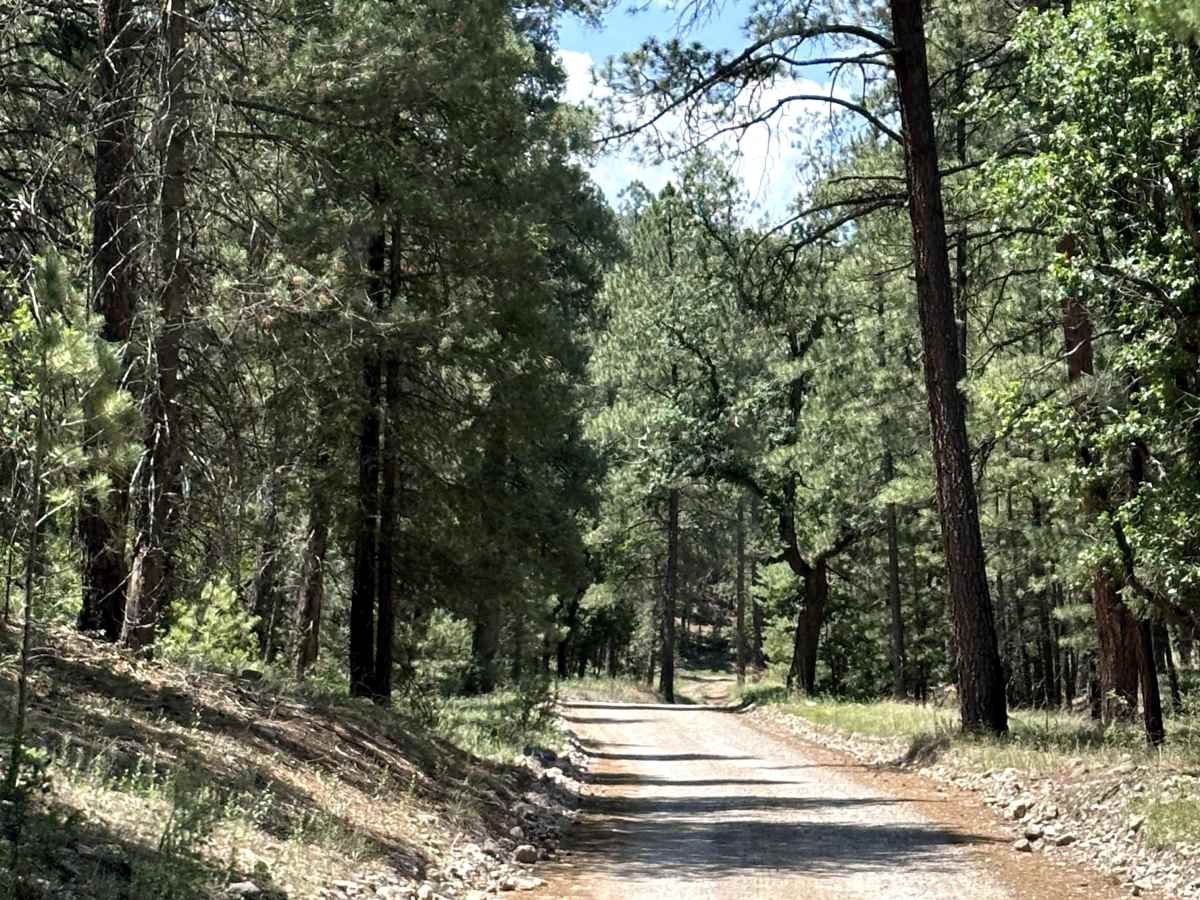 Bear Canyon photo 2
