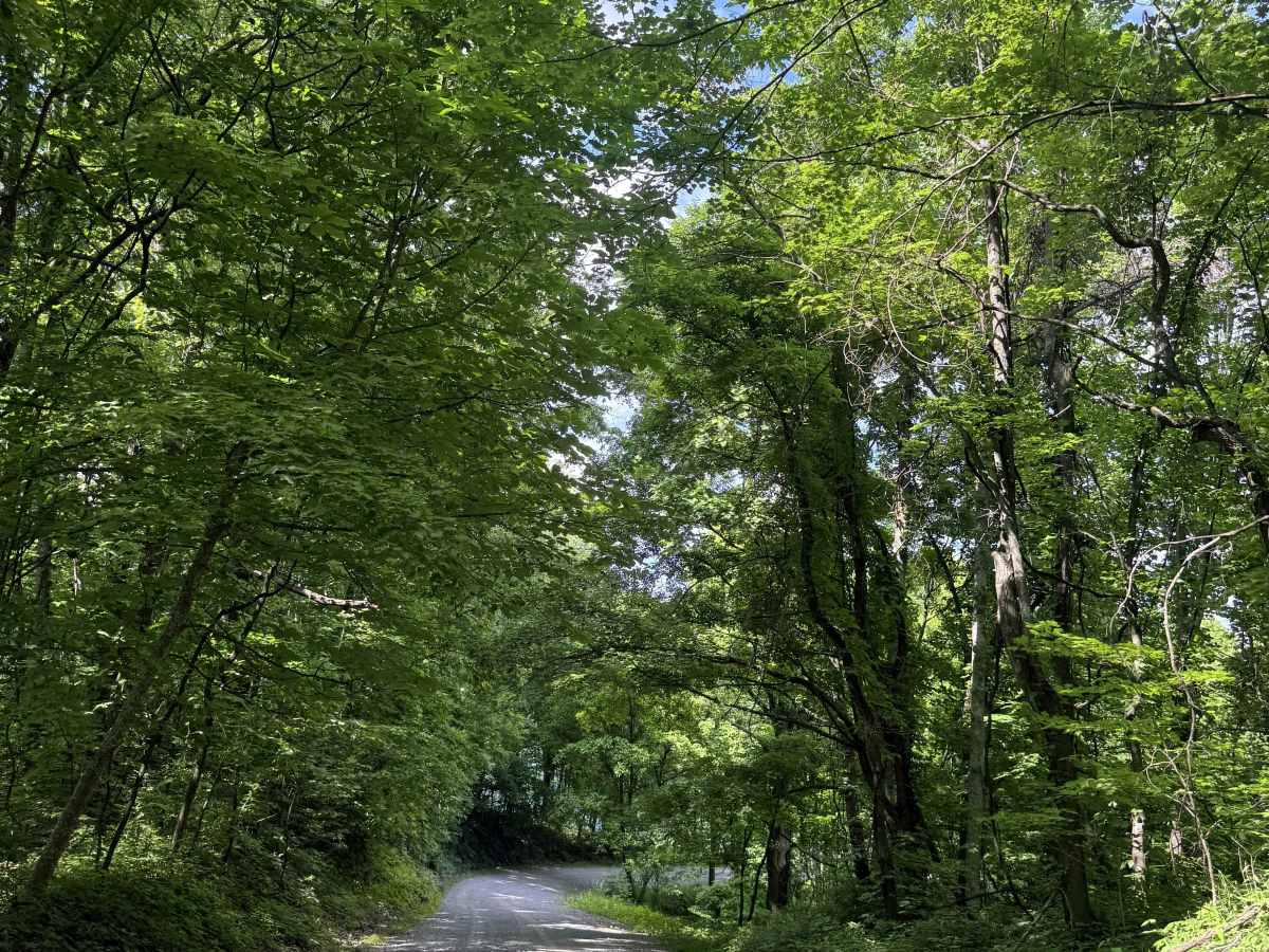 Sandy Ridge Road photo 3