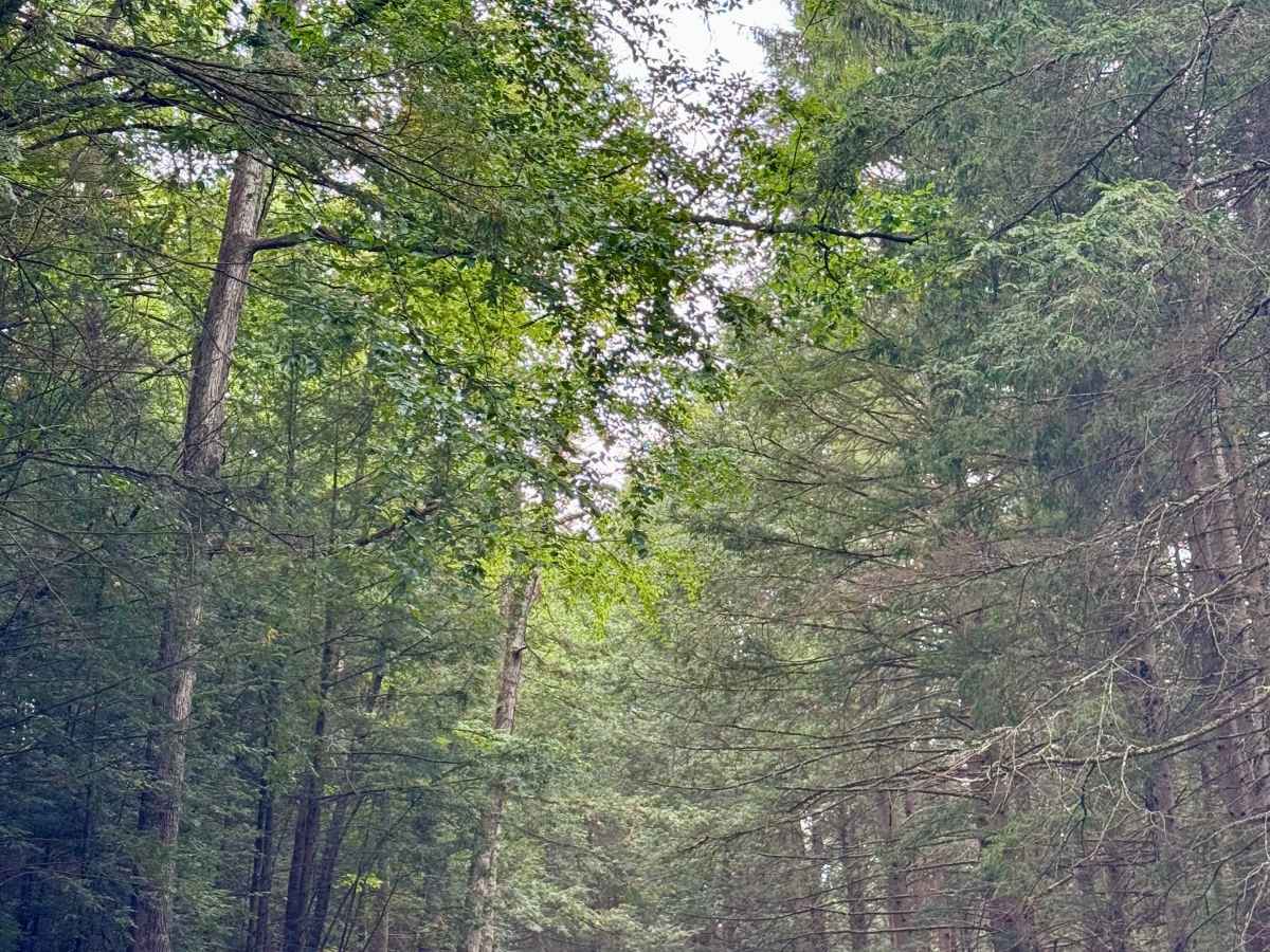 Sugar Camp Road trail photo